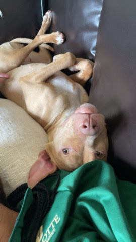 American Pit Bull Terrier – Please adopt. urgent .