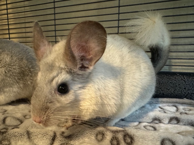 chinchilla – Rehoming female chinchilla
