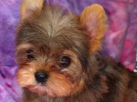 Yorkshire Terrier – Adorable Yorkshire Terrier Puppy – 11 Weeks Old – Byhalia