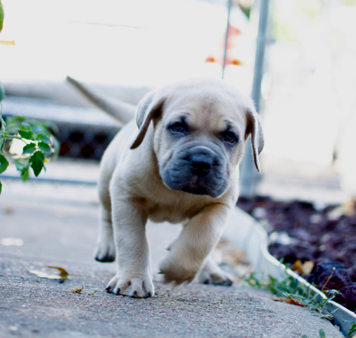 Cane Corso – cane corso