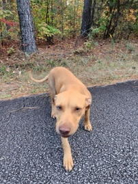 American Pit Bull Terrier – Free rehome