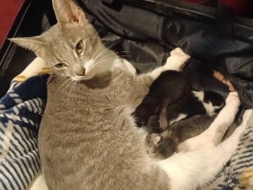 European Shorthair – European Shorthair Kittens Available in San Diego – San Diego