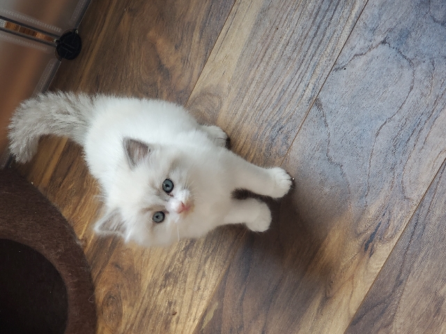 Ragamuffin – Ragamuffin Male kitten Bi colored Mitted