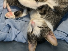 Mom and kittens – Tampa