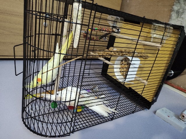 Cockatiel – 2 cockatiels 1male1 female