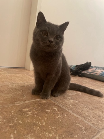 British Shorthair – BKH Mutter und Sohn