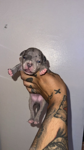 American Pit Bull Terrier – American bully pocket size