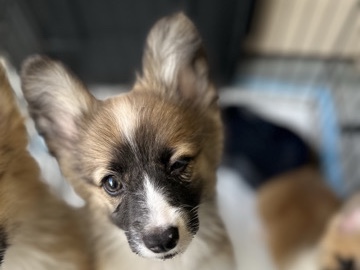 Pembrook Welsh Corgi