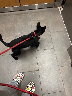 Labrador Retriever – Chases new furever home – Hicksville