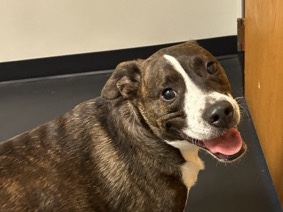 Mixed Breed – Buster needs a new home! – Springfield
