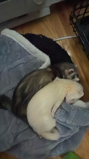 ferret – Ferrets Rehoming