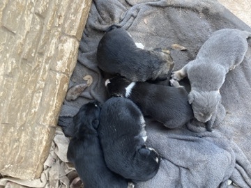 free puppies – Shreveport