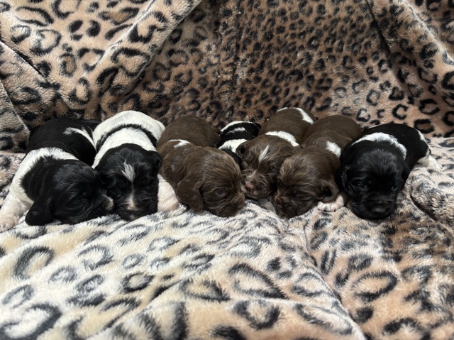 English Springer Spaniel – Springer Spaniel Puppies – Craven Arms