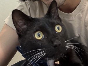 American Shorthair – Tuxedo Black Cat – Ontario