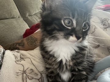 Maine Coon – Maine coon mix – Silver Spring