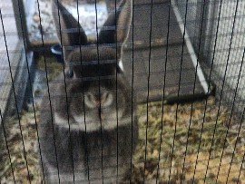 rehome – Bryan