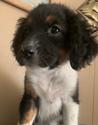 Australian shepherd