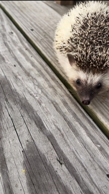 Any – hedgehog