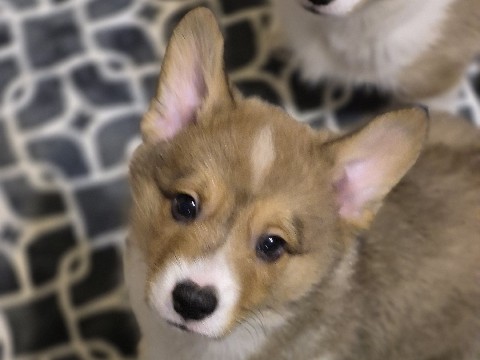 AKC pembroke welsh corgis