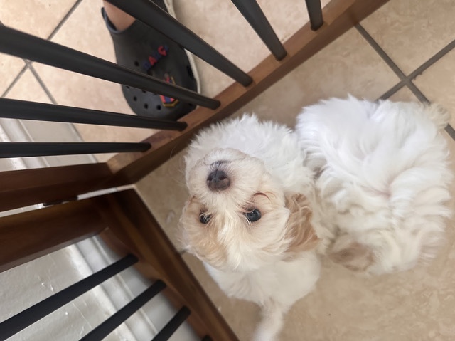 Maltipoo – vendo perro maltipoo – Sweetwater