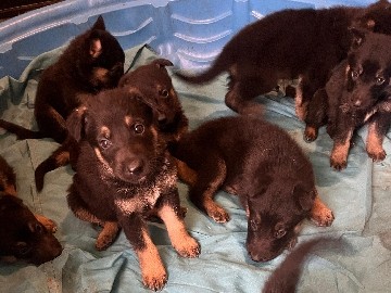 German Shepherd – German shepherds – El Paso