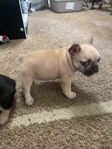 French Bulldog – 5 weeks ol