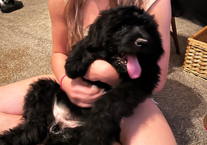 StBerdoodle