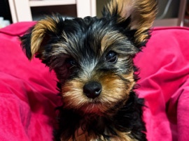 Yorkshire Terrier – male toy yorkie – Rancho Cucamonga