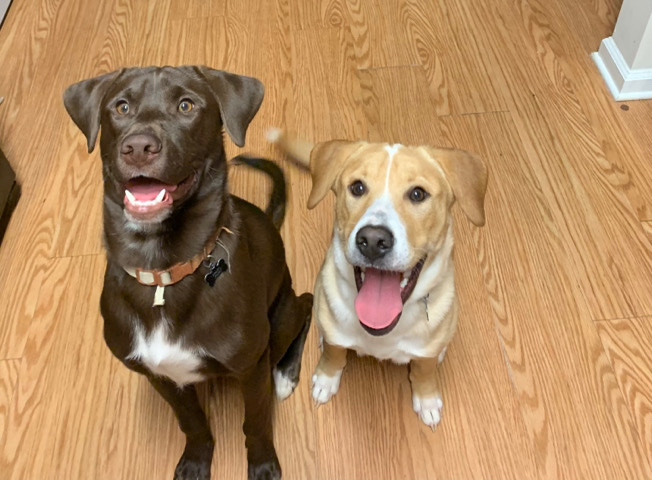 Labrador Retriever – Rehoming Dogs
