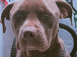 American Pit Bull Terrier – Doação