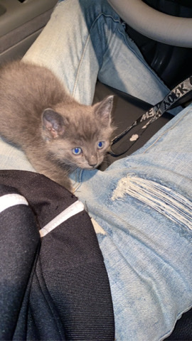 Russian White, Black and Tabby – 4 Week Old Kitten