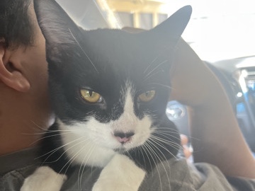Rehome a rescued cat – Anaheim