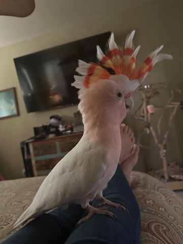 major Mitchell cockatoo 