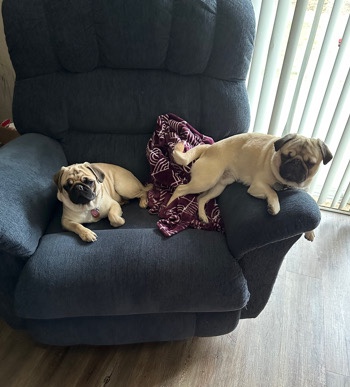 Pug – Akc pugs