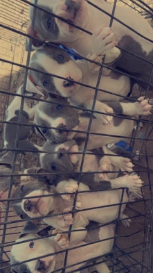 American Pit Bull Terrier – Blusenose Pitbull