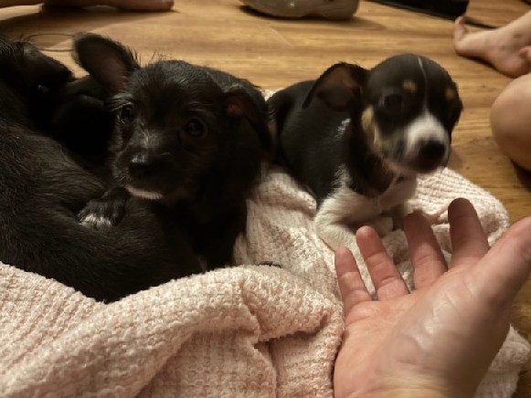 Chihuahua – chiweenies – Erwin