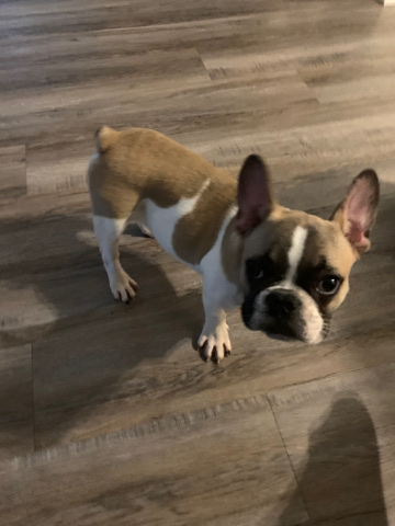French Bulldog – French bulldog