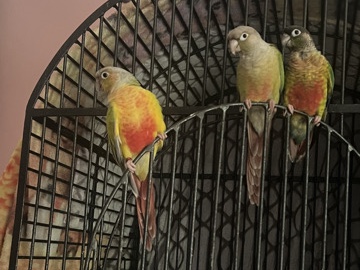 Conure – green cheek conures – San Diego