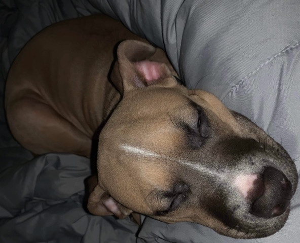 American Pit Bull Terrier – Female Pitbull terrier
