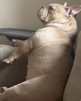 Bulldog – micro bully lilac and tan – Blackwood