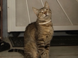American Shorthair – Rehome Female Cat – Bellflower