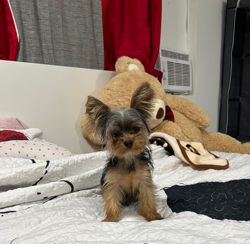 Yorkshire Terrier – traspaso compra