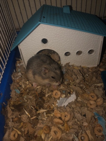 hamster – Hamsters