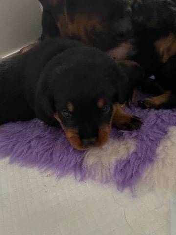 Rottweiler – 5 Rottweiler boy and 1 girl