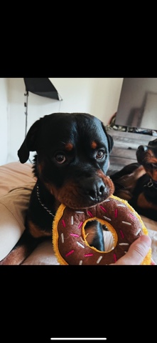 Rottweiler – German Rottweiler rehoming