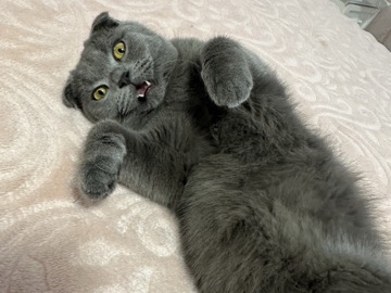 British Shorthair – britisch kurzhaar Katze – Köln