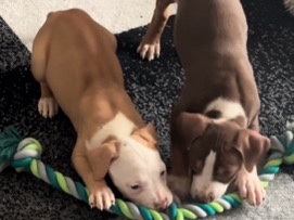 American Pit Bull Terrier – 2 Red Nose Pitbulls