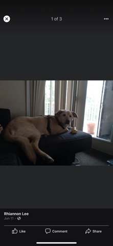 Labrador Husky – Husky/Lab mix needs home asap