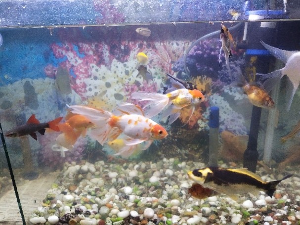 fishes