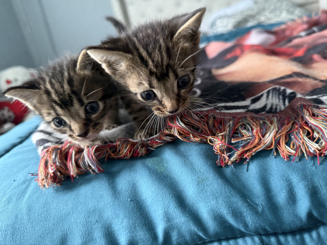 Manx – Kittens – Fort Lauderdale